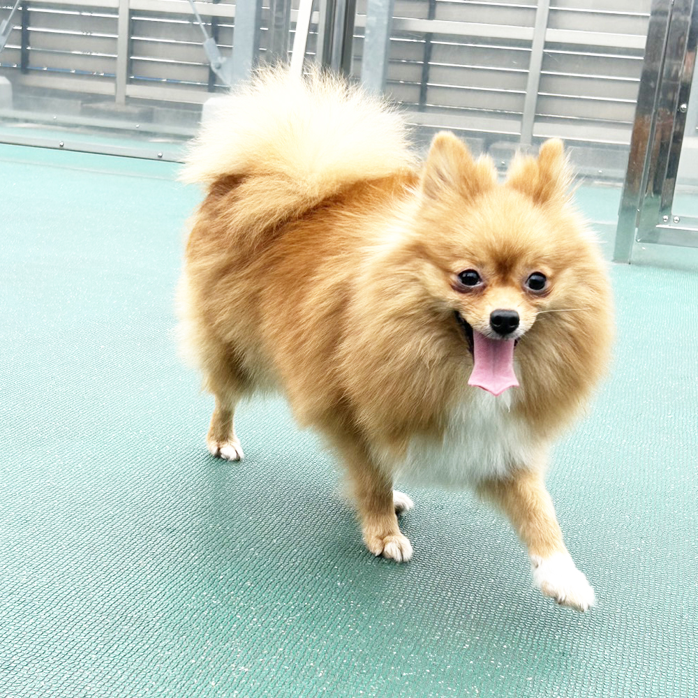 生徒が撮影したモデル犬写真①